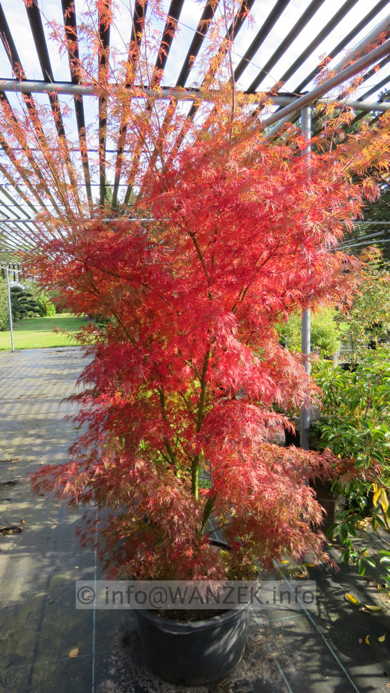 Acer palmatum Seiryu - Herbst 2019 -004.JPG